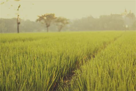 Paddy Field in the rain