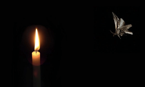 moth flying towards a flame