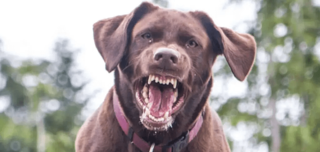 What do dogs do when a n unfamiliar dog or cat of person enters their territory? They bark and attack!