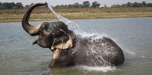 An elephant bathes himself with clean water