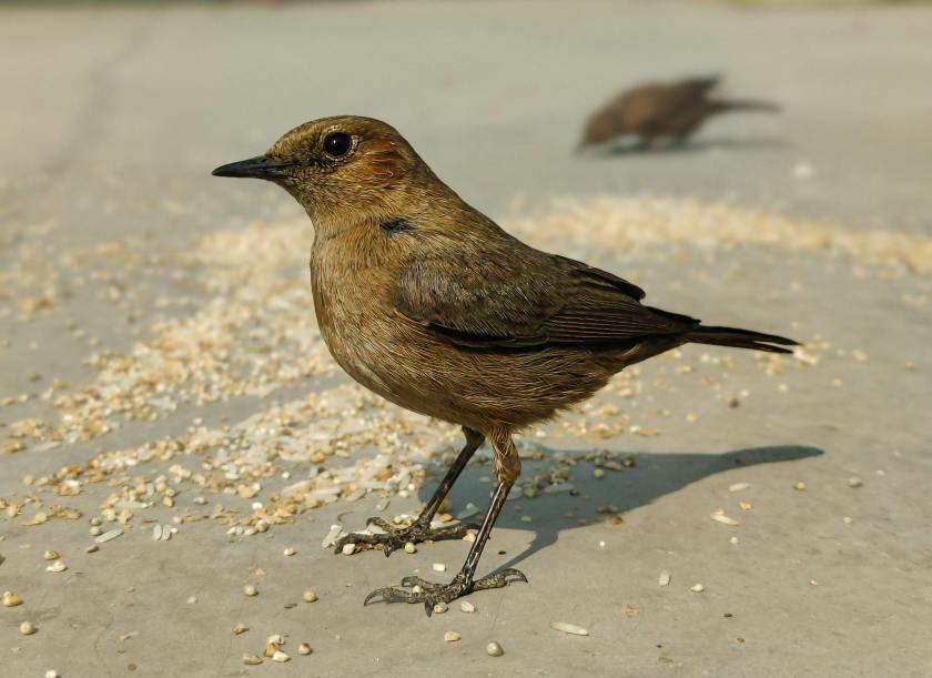 Birds Eating grains and Seeds