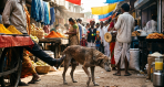 A blind dog at a fair looks for a bone