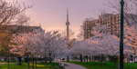 Toronto in Spring